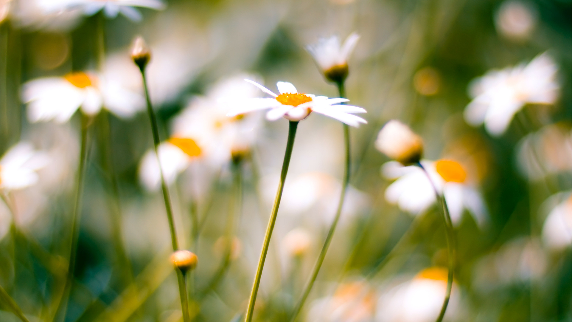 , daisies, , macro, 