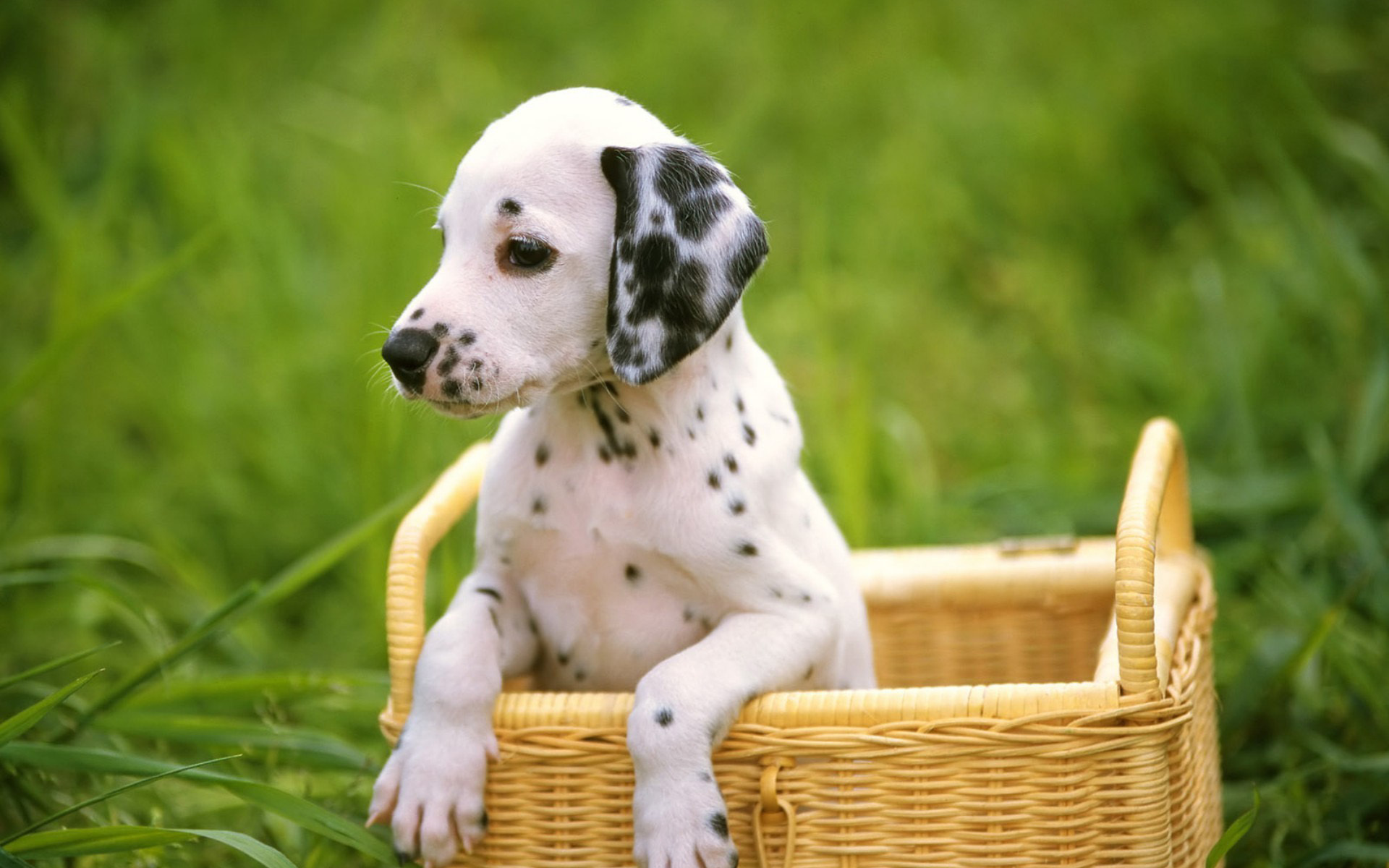 dalmatian, , , , , dog