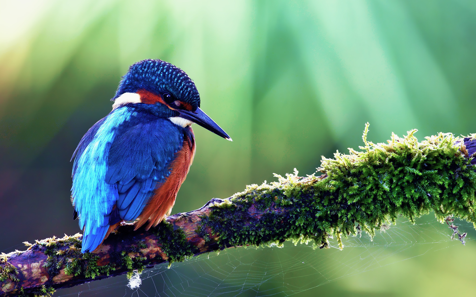 kingfisher, alcedo atthis, ,  