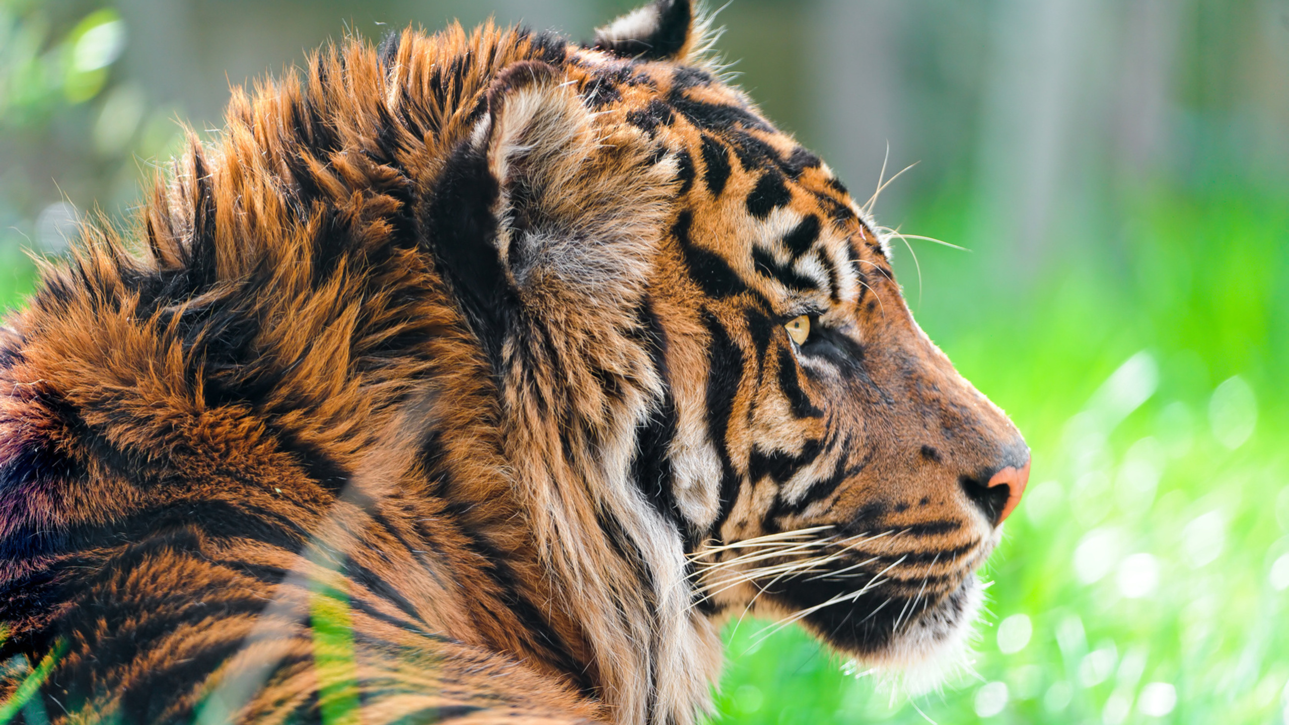 , sumatran tiger,  