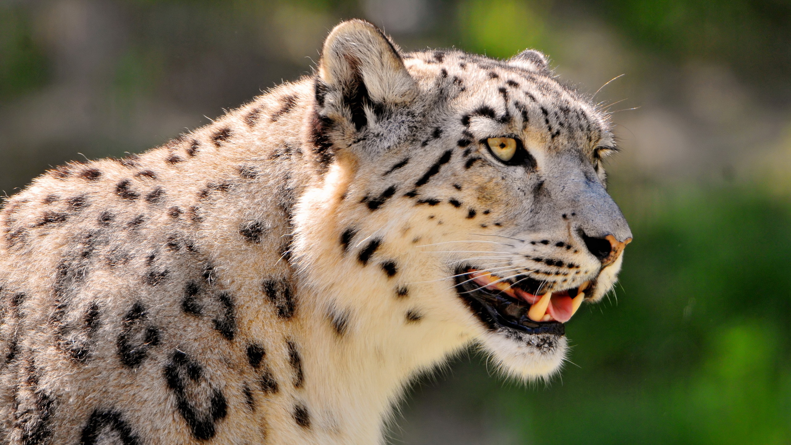 , ,  , snow leopard