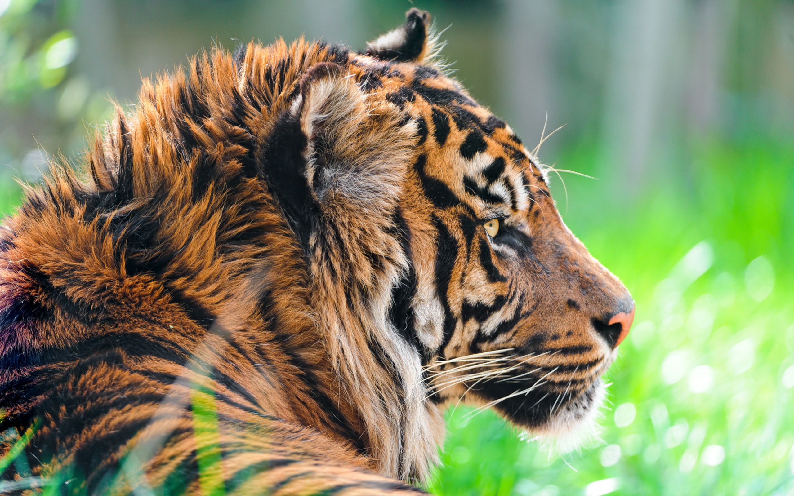 , sumatran tiger,  