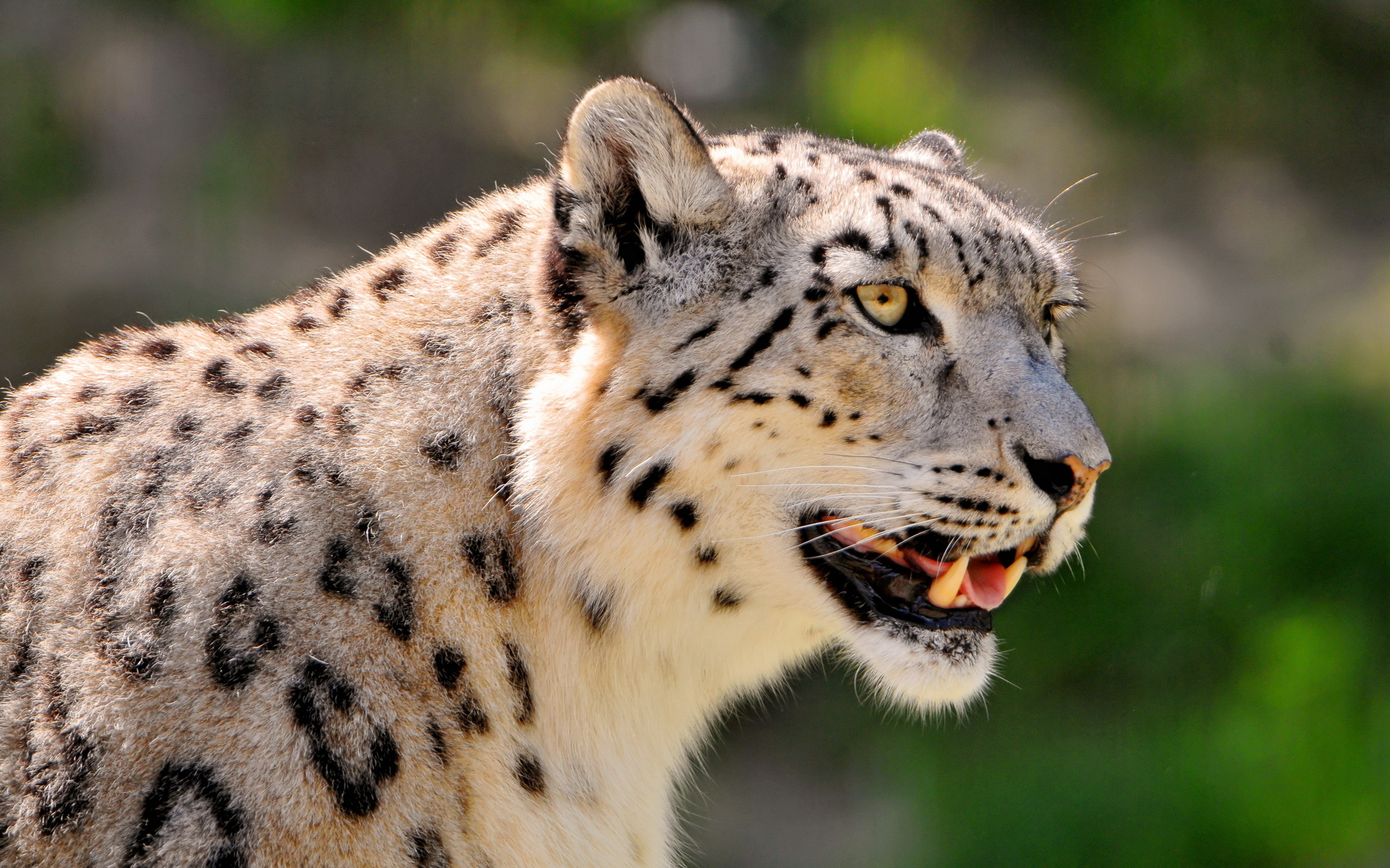 , ,  , snow leopard