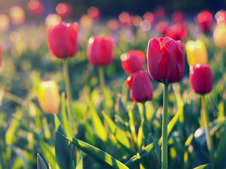 yellow, field, tulips, red, , 