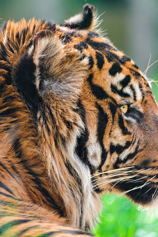, sumatran tiger,  