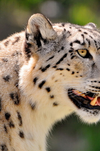 , ,  , snow leopard