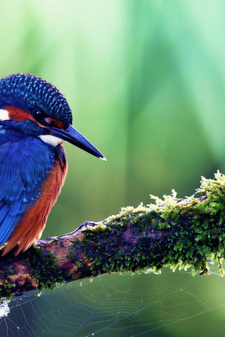 kingfisher, alcedo atthis, ,  