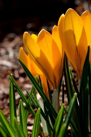 yellow, spring, crocuses, , , petals