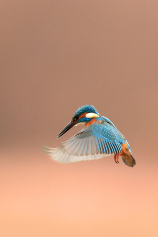 , alcedo atthis, kingfisher, 