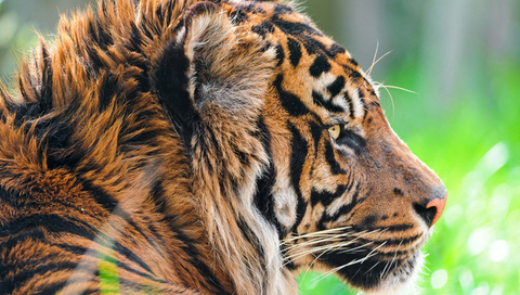 , sumatran tiger,  