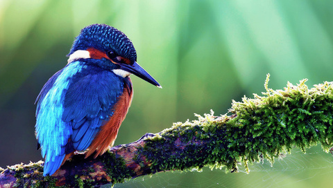 kingfisher, alcedo atthis, ,  