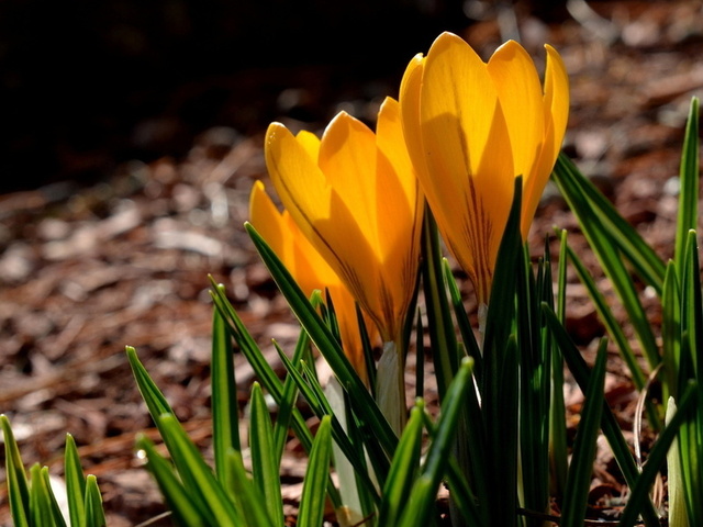 yellow, spring, crocuses, , , petals