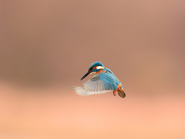 , alcedo atthis, kingfisher, 