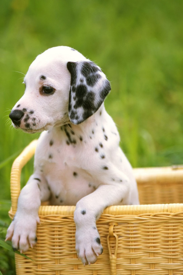 dalmatian, , , , , dog