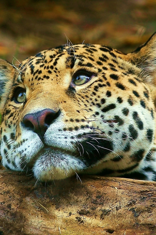 , , , leopard