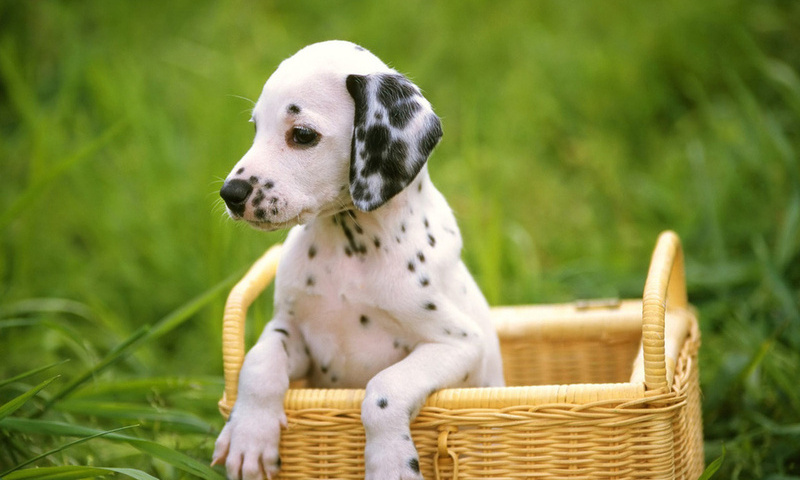 dalmatian, , , , , dog