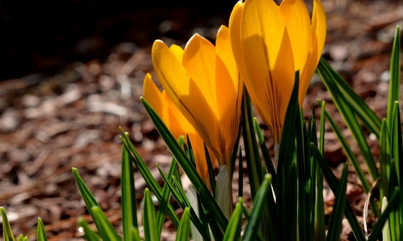 yellow, spring, crocuses, , , petals