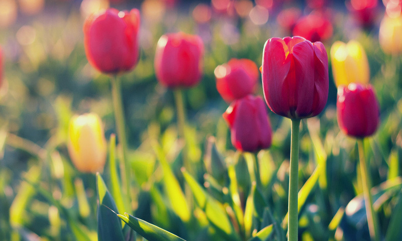 yellow, field, tulips, red, , 