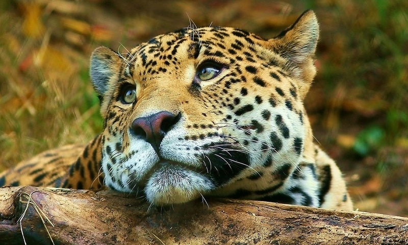 , , , leopard