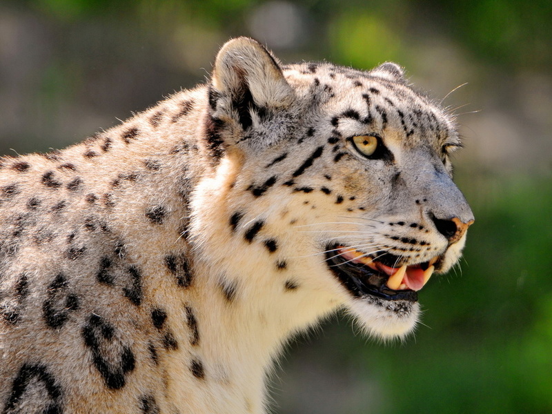 , ,  , snow leopard