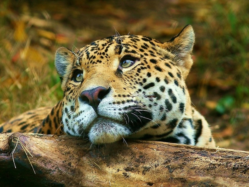 , , , leopard