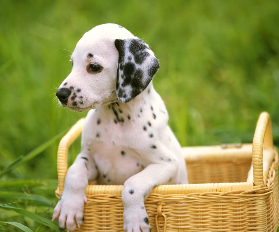 dalmatian, , , , , dog