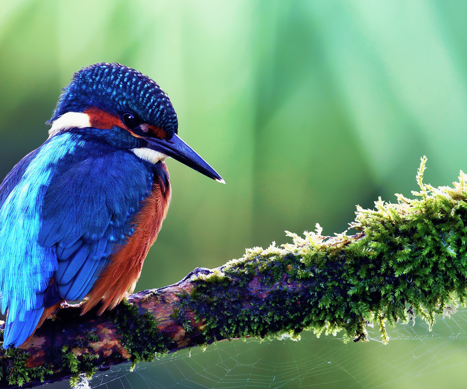 kingfisher, alcedo atthis, ,  