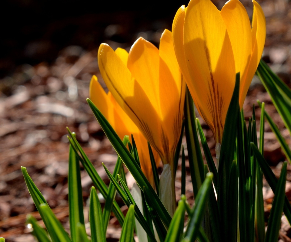 yellow, spring, crocuses, , , petals