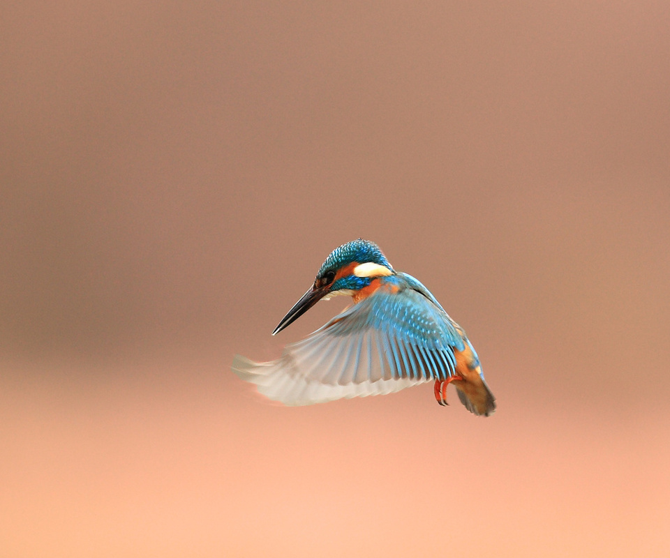 , alcedo atthis, kingfisher, 