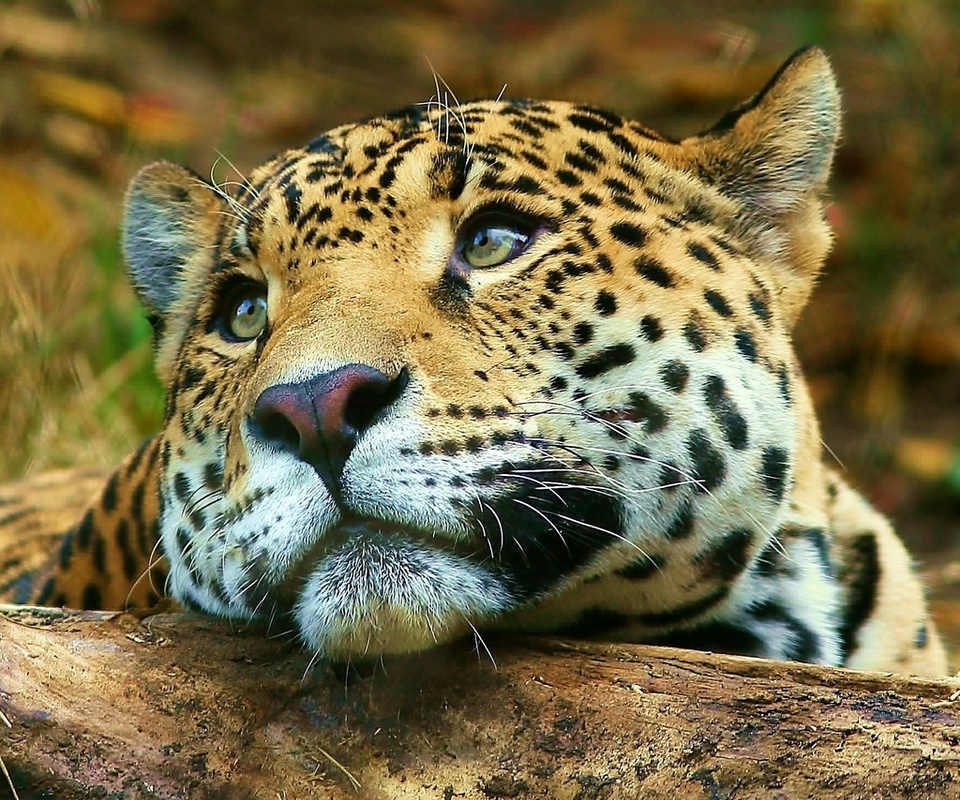 , , , leopard