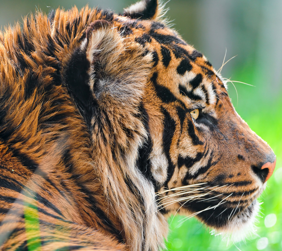 , sumatran tiger,  