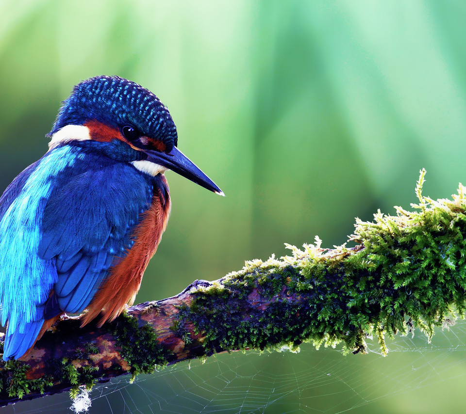 kingfisher, alcedo atthis, ,  