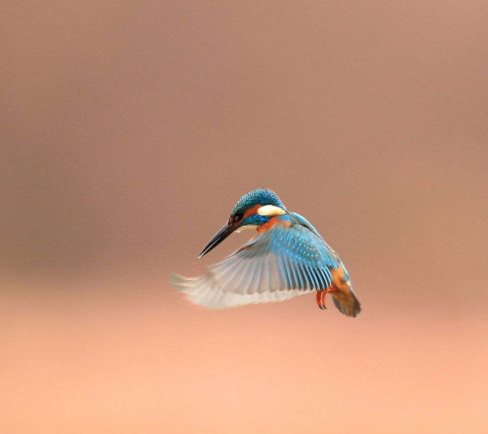 , alcedo atthis, kingfisher, 