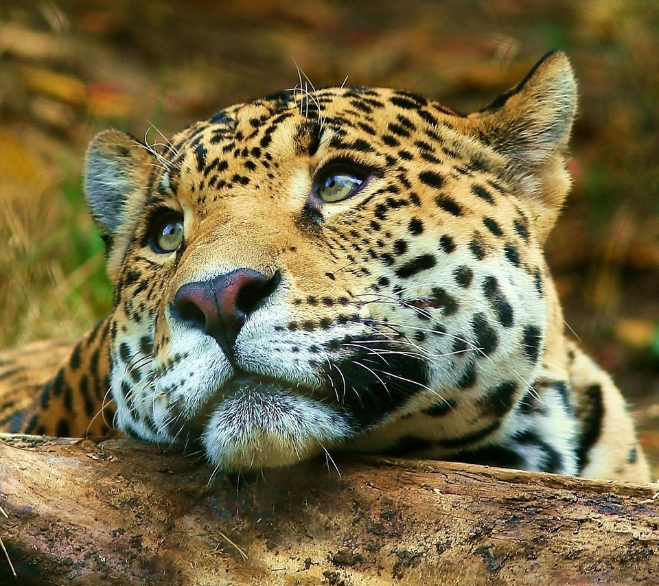 , , , leopard