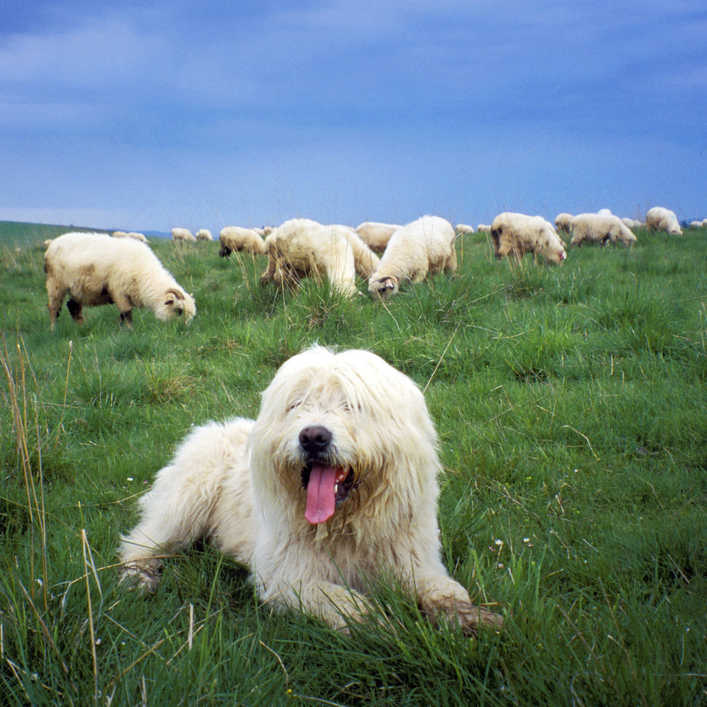 , ,   , , Sheepdog