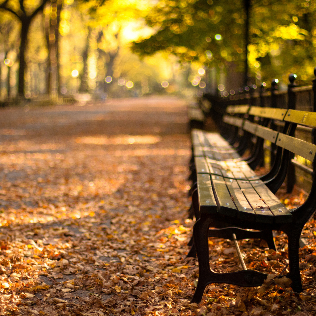 -, central park, new york, autumn, , sunset