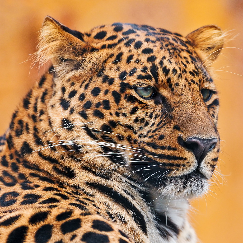 , , leopard, , 