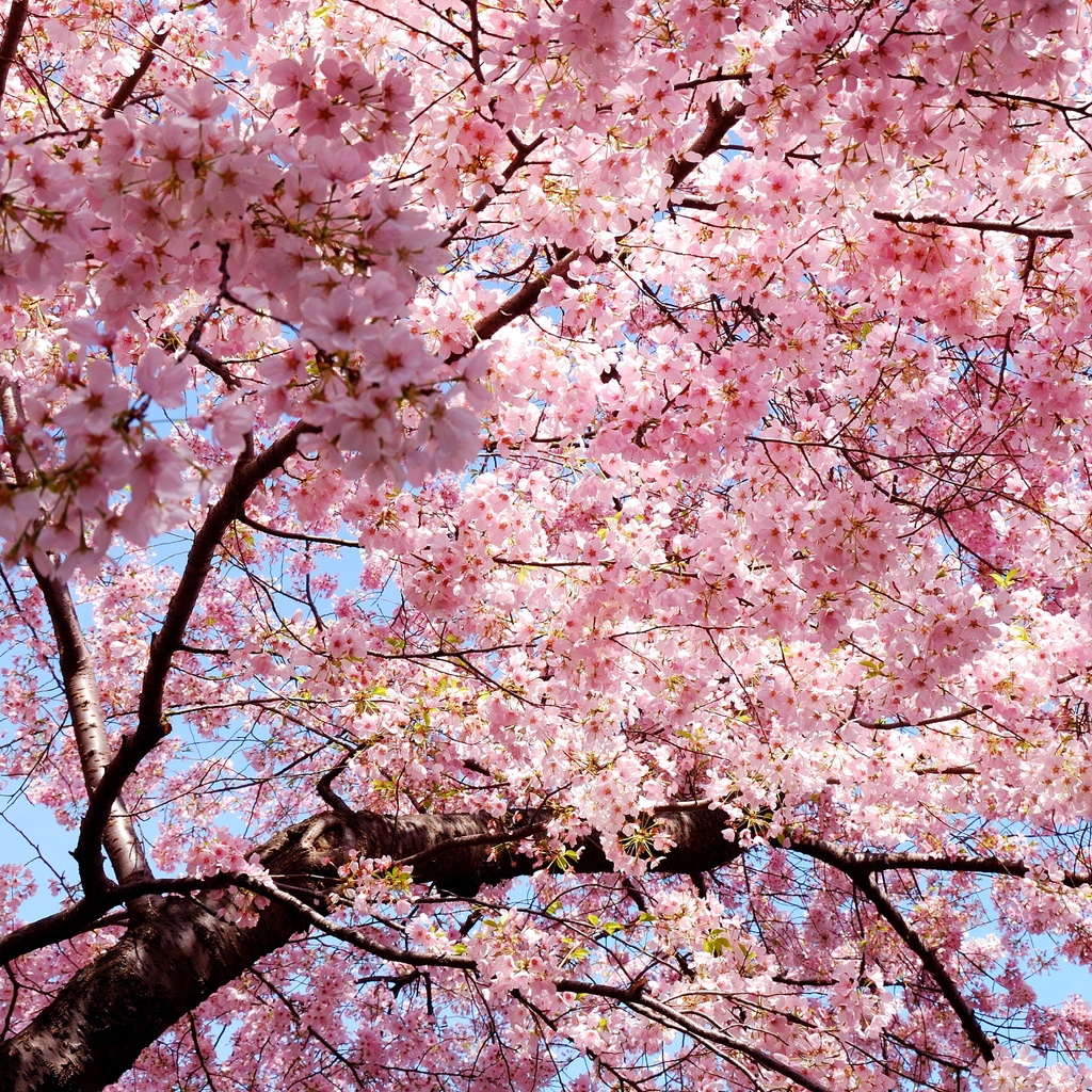 sakura, , , Japan, , , , 