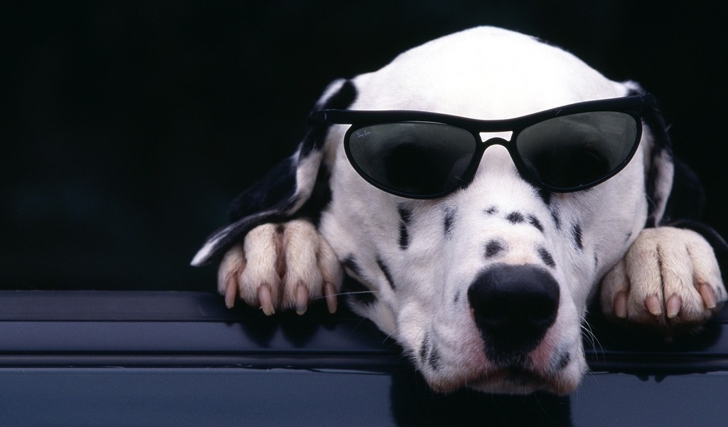 dalmatian, , , , , , 