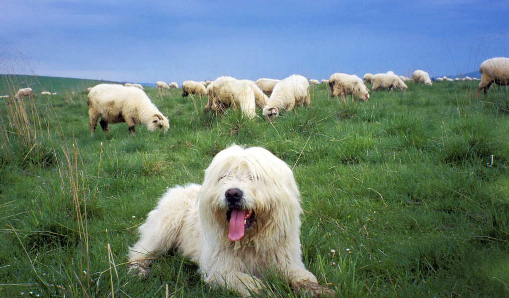 , ,   , , Sheepdog