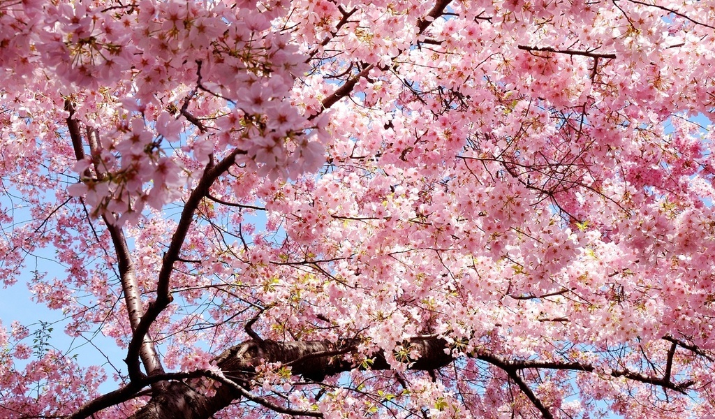 sakura, , , Japan, , , , 