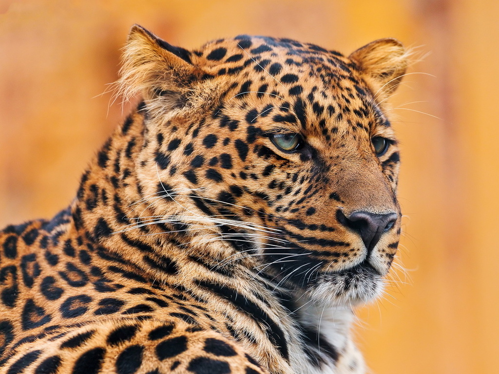 , , leopard, , 