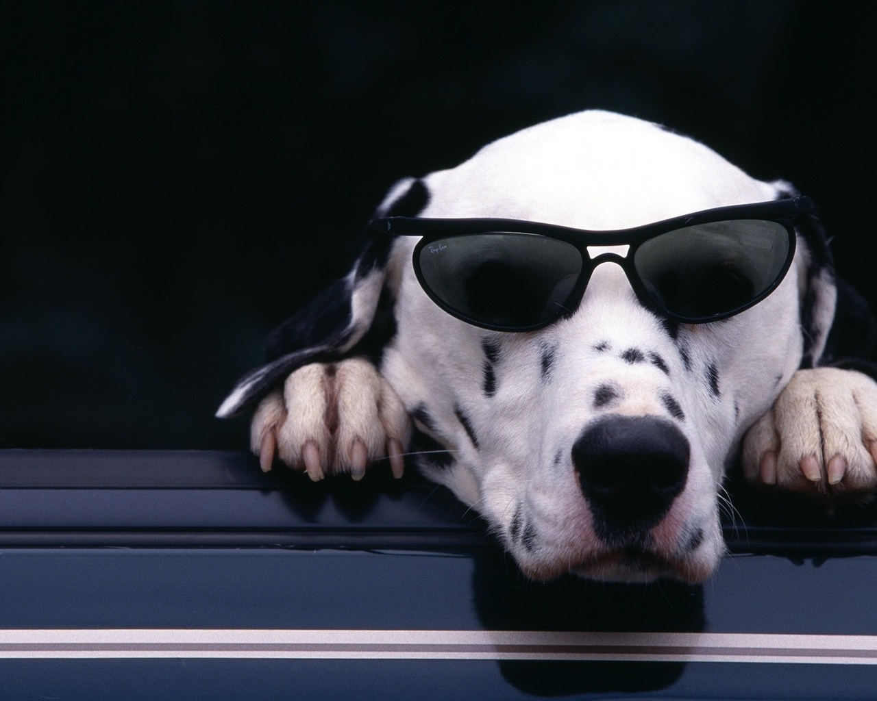 dalmatian, , , , , , 