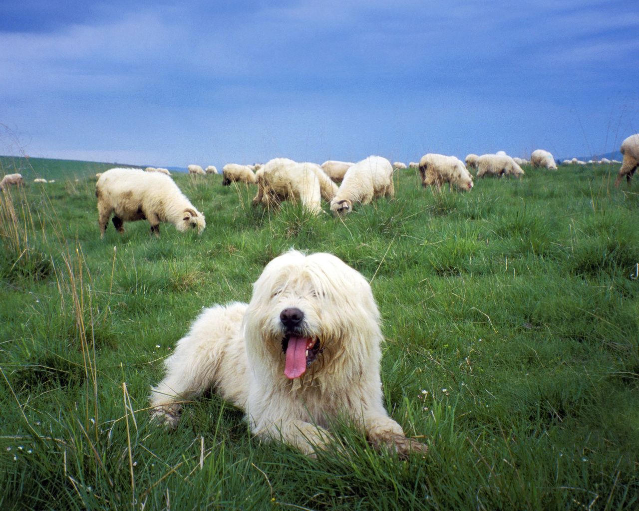 , ,   , , Sheepdog