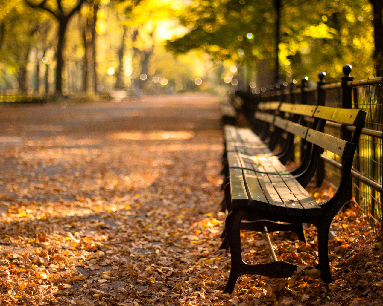 -, central park, new york, autumn, , sunset