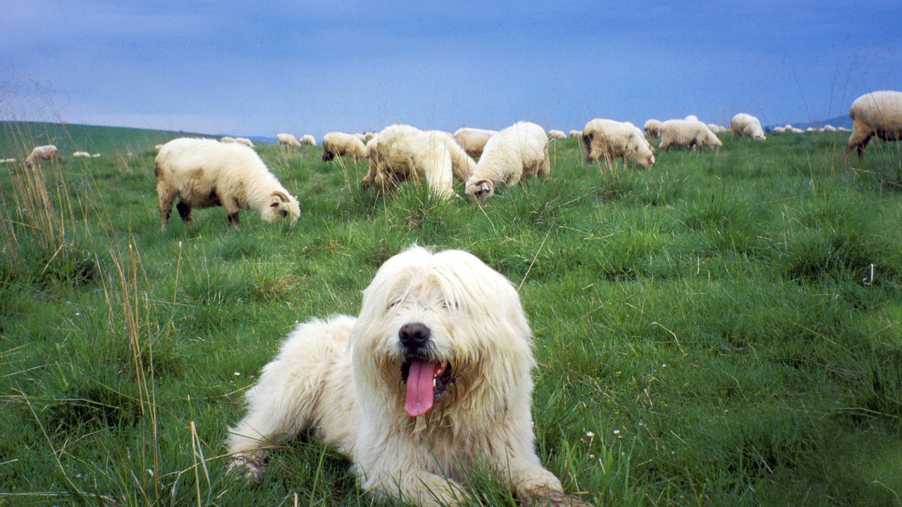 , ,   , , Sheepdog