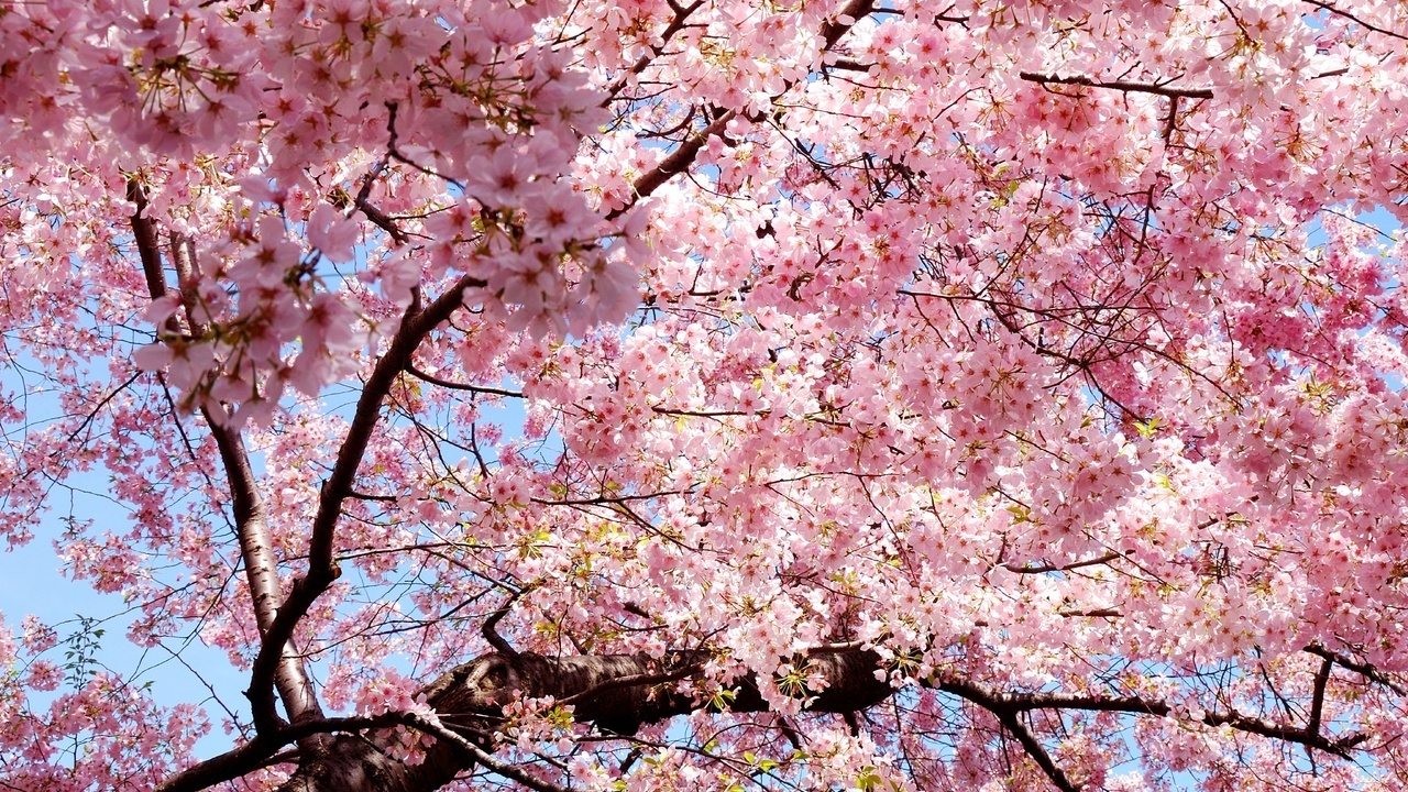 sakura, , , Japan, , , , 