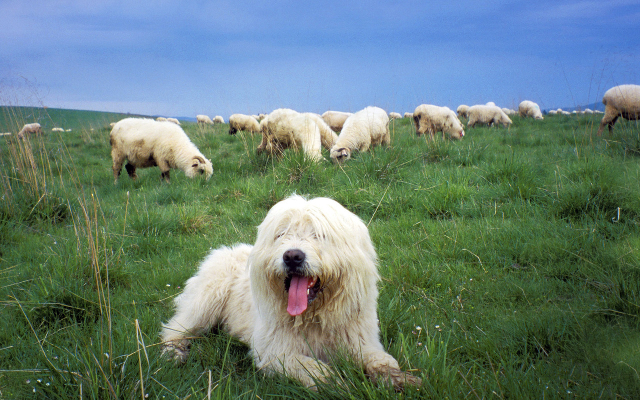 , ,   , , Sheepdog