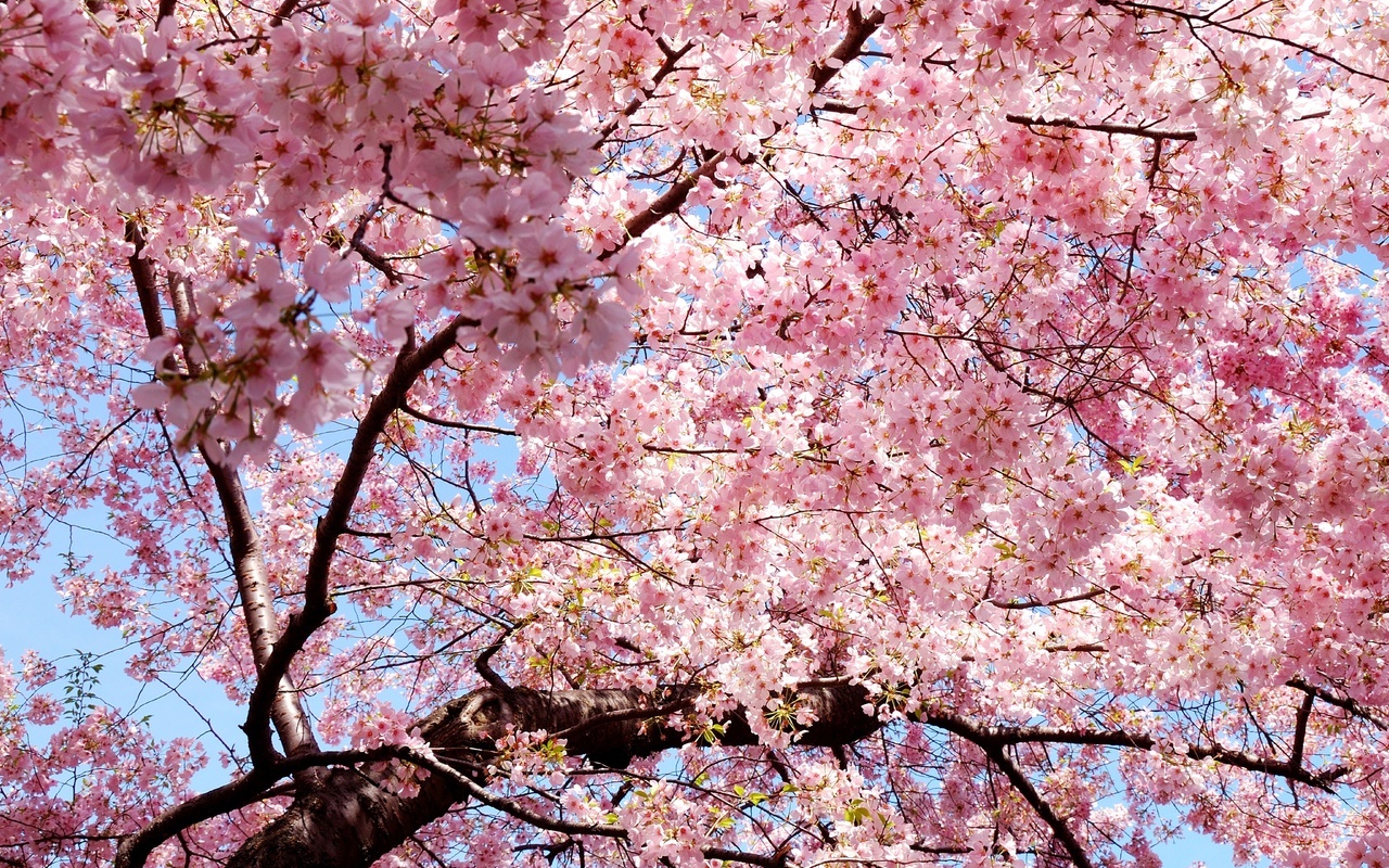 sakura, , , Japan, , , , 