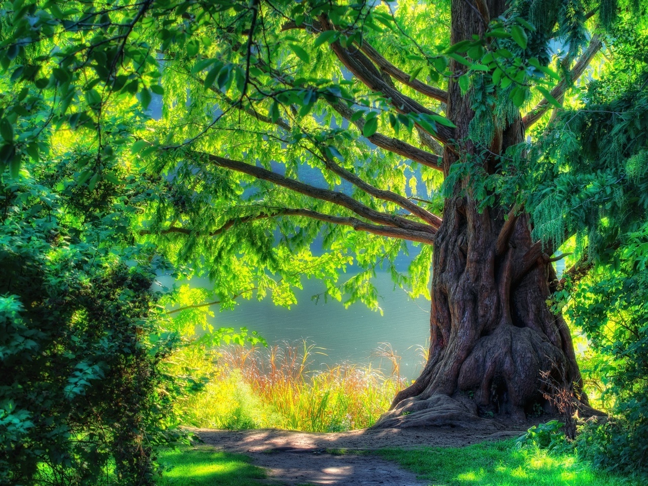 walk, green, cool, Nature, spring, nice, beautiful, landscape, forest, tree, scenery